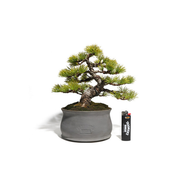 五葉松　-Japanese white pine-　（推定樹齢35年） 詳細画像